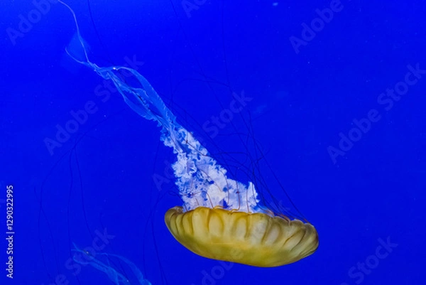 Fototapeta An elegant jellyfish floats gracefully in a vibrant blue ocean, capturing the mesmerizing beauty and mystique of marine life in its natural habitat.