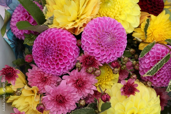 Fototapeta pompom pink dahlias look spectacular in a bouquet with yellow chrysanthemums