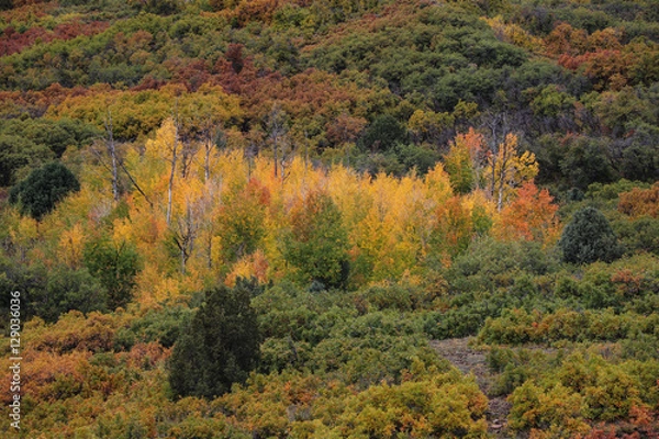 Fototapeta Patch of fall Colorado aspen trees