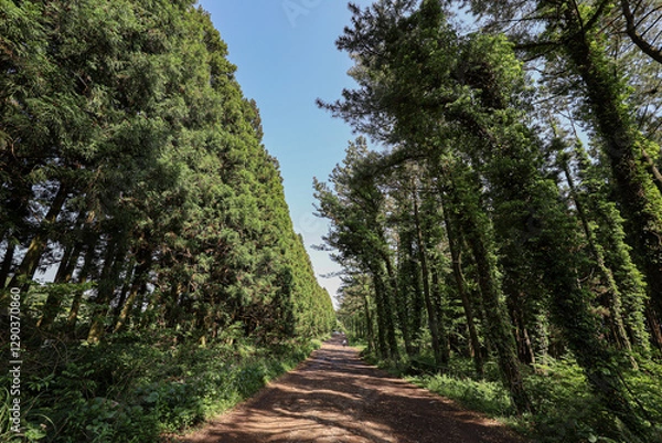 Obraz 삼나무 숲사이로 지나가는 산책로 풍경 제주 서귀포시 남원읍 한남리 한라산둘레길 시험림길