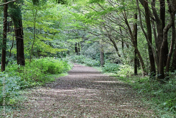 Obraz 삼나무 숲사이로 지나가는 산책로 풍경 제주 서귀포시 남원읍 한남리 한라산둘레길 시험림길