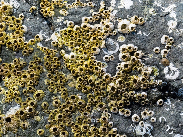 Fototapeta A detailed close-up of rocks adorned with numerous barnacles, showcasing the intricate textures and patterns formed by nature’s artistry in a coastal environment.