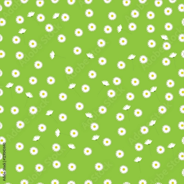 Obraz chamomiles or daisy