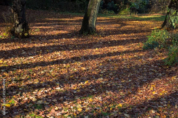 Obraz Ground full of red leaves and trees in a sunny day, autumn time.