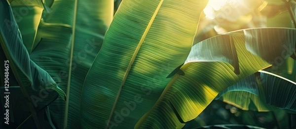Fototapeta Close up of lush green banana leaves illuminated by soft morning sunlight with a blurred background providing ample copy space for text