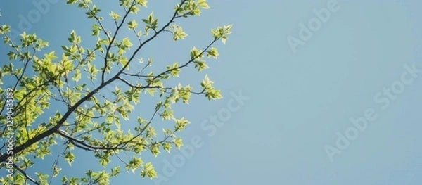 Fototapeta Vibrant green leafed tree branches stretching across the upper left corner against a bright blue sky with ample copy space on the right side.