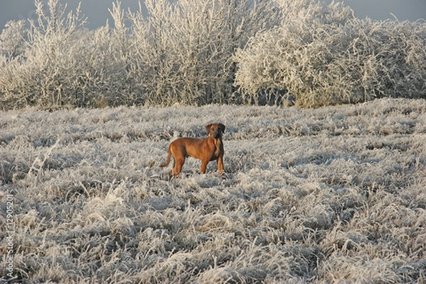 Obraz rhodesian ridgeback