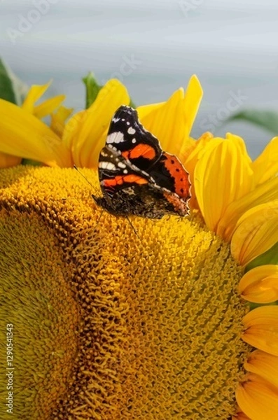 Obraz Red admiral butterfly on a yellow sunflower..