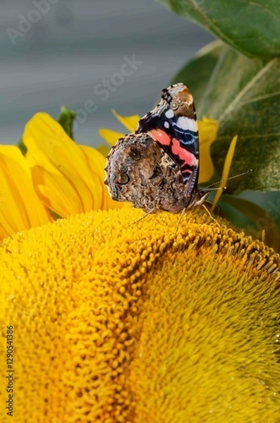 Obraz Admiral butterfly on a yellow flower on a sunflower.
