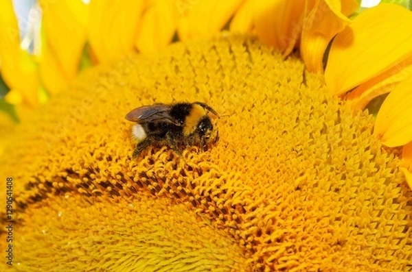 Obraz Bumblebee on a yellow sunflower.