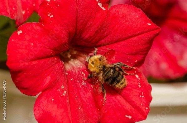 Obraz Bumblebee on a red flower.