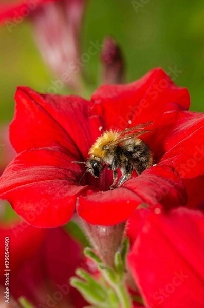 Obraz Bumblebee on a red flower.