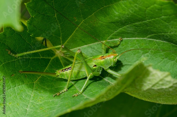 Obraz Locusts on green a leaf.