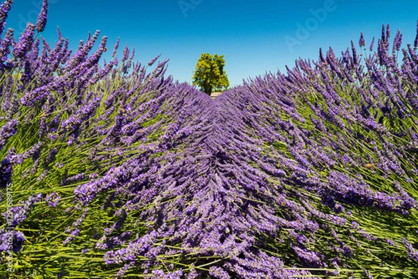 Fototapeta A picturesque view of lavender fields in full bloom, creating a beautiful purple maze under a bright blue sky, evoking feelings of peace and tranquility.
