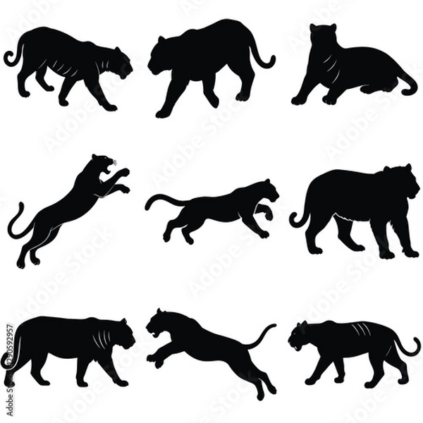 Fototapeta A set of Tiger vector silhouette, different type of pose, isolated white background