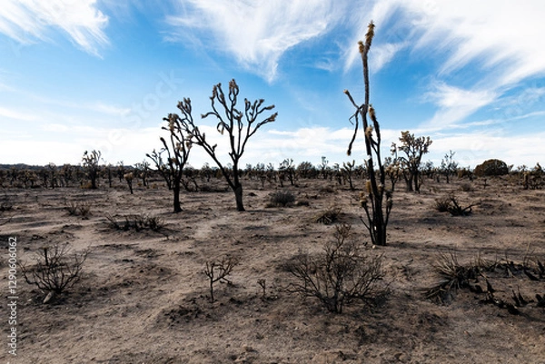 Fototapeta The desolate aftermath of a fire reveals charred trees and arid land under a blue sky, showcasing the resilience of nature and the impact of environmental changes.
