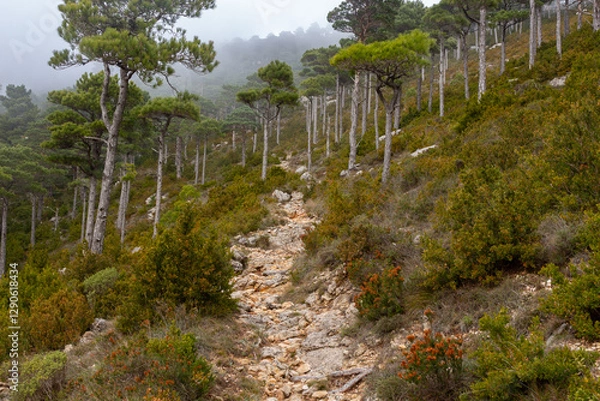 Fototapeta Path or path uphill with stones between tall, separated pine forest.jpg