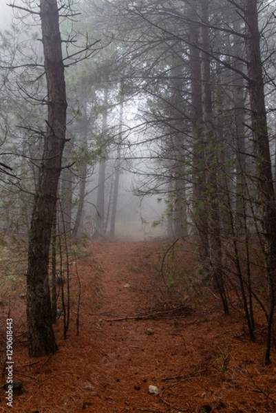 Fototapeta Tall pine forest in autumn with fog in the background