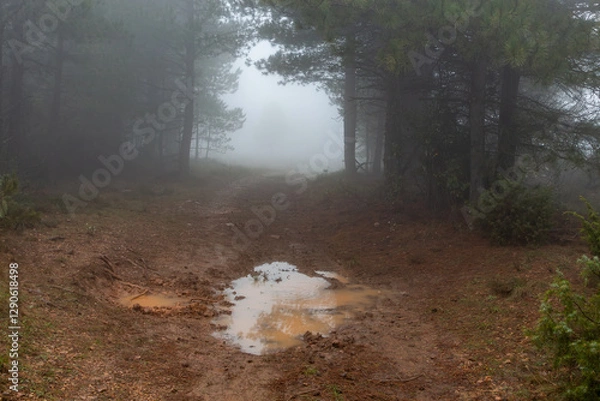 Fototapeta Wet dirt track through forest with puddle of water and fog in the background