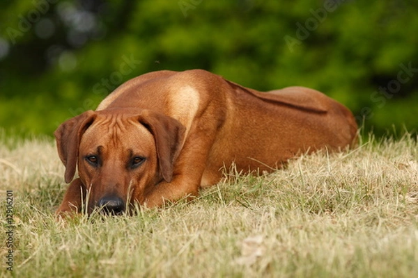 Obraz Samir mit Ridge