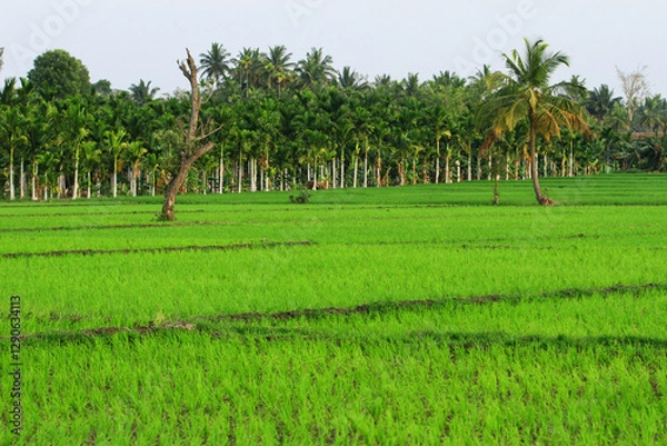 Obraz Image of coconut trees and green rice fields in India.