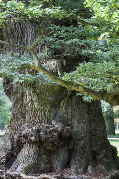 Obraz Ivenacker Eiche, Tausendjährige Eiche