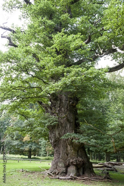 Obraz Ivenacker Eiche, Tausendjährige Eiche