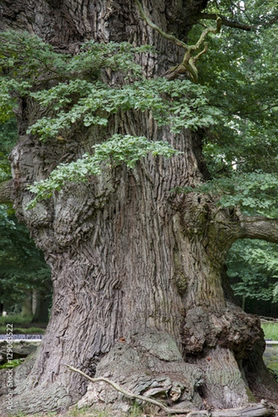 Fototapeta Ivenacker Eiche, Tausendjährige Eiche