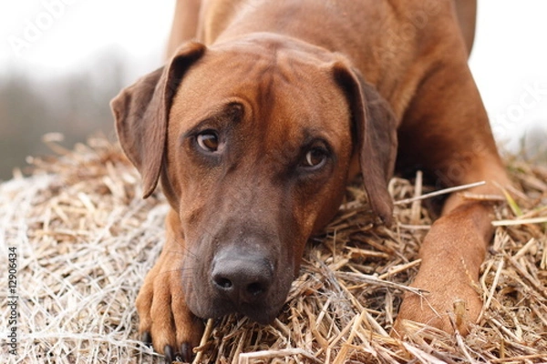 Obraz Askart 2 Blick