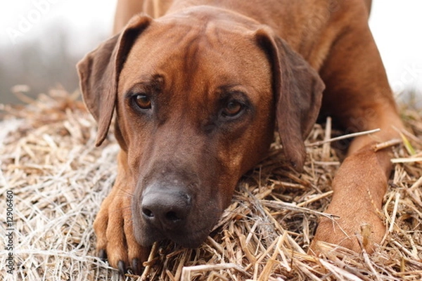 Obraz Samir Portrait