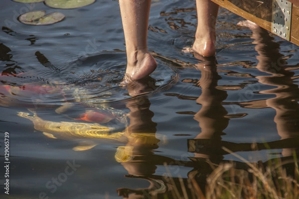 Obraz Koikarpfen im Teich