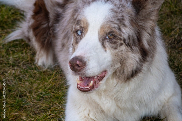 Fototapeta portrait of a white  border collie dog. Close up portrait of red merle Border collie wit one brown eye and second half brown, half blue