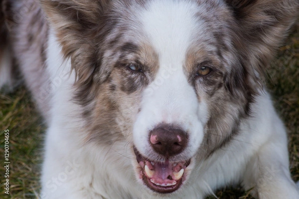 Fototapeta portrait of a white  border collie dog. Close up portrait of red merle Border collie wit one brown eye and second half brown, half blue