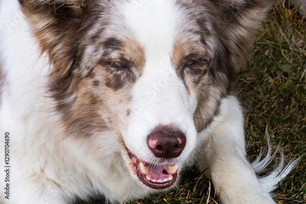 Fototapeta portrait of a white  border collie dog. Close up portrait of red merle Border collie wit one brown eye and second half brown, half blue