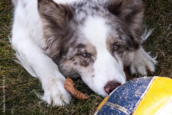 Fototapeta Red merle border collie with a ball lying on the floor and want to play