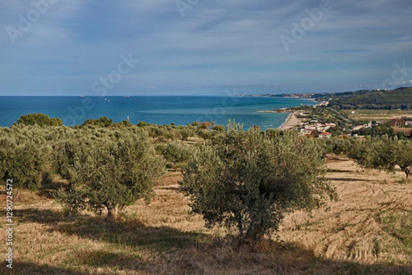 Obraz Fossacesia, Chieti, Abruzzo, Italy: landscape of the countryside on the Adriatic sea coast with olive groove