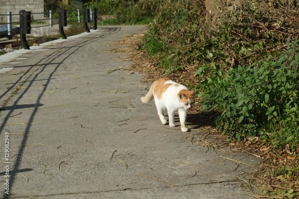 Fototapeta 島の猫　香川県　男木島