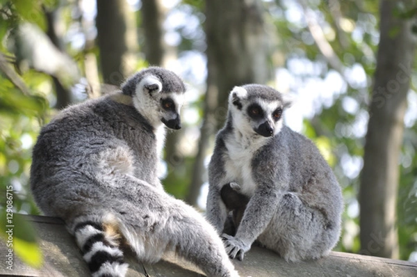 Fototapeta monkey in tree