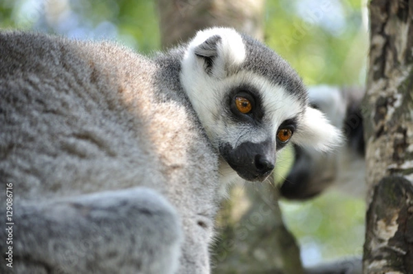 Fototapeta monkey in tree