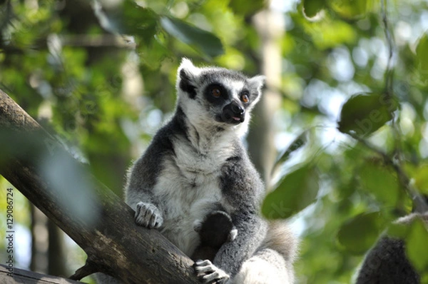 Fototapeta monkey in tree