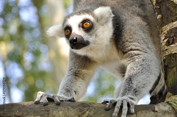 Fototapeta monkey in tree