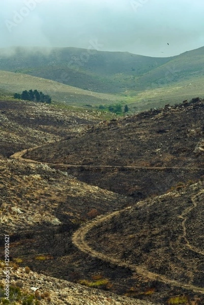 Obraz After the blaze. Farm and animal tracks exposed after a late summer fire.