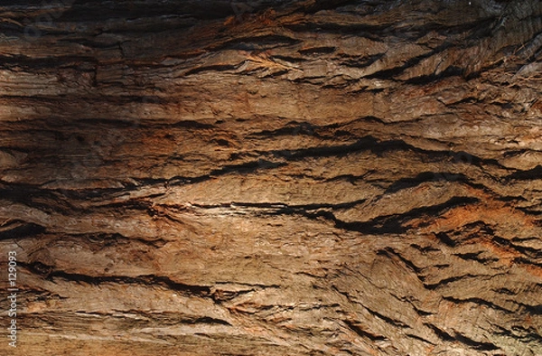 Obraz texture séquoia
