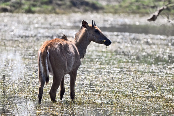 Obraz Deer Grazing Near Water