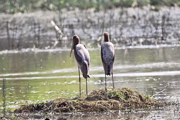 Obraz Two Herons Standing on Mud