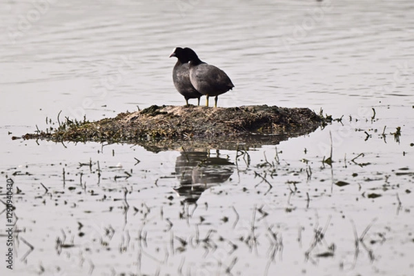 Fototapeta Birds Resting on Rocky Surface