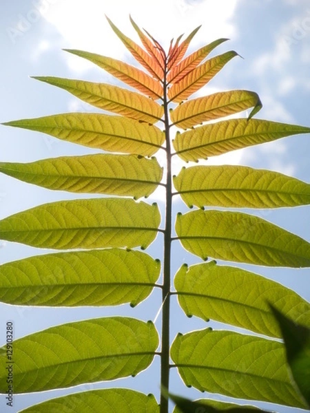 Fototapeta Brilliant leaves