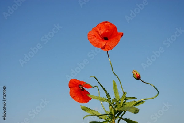 Fototapeta poppy