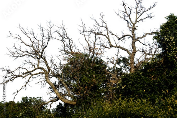 Obraz Trees with dried branches on a white background.