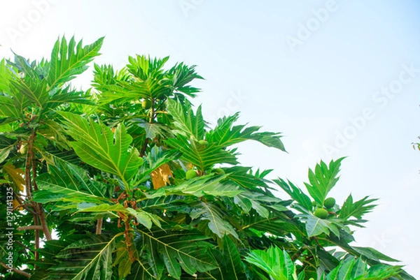 Obraz Bread fruit Breadfruit Bloom on Lush Foliage ,